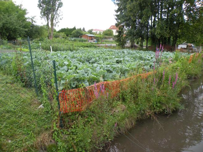  choux dans jardin potager